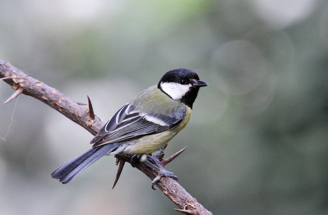 Adult dorsal view (subspecies <em class="SciName notranslate">terraesanctae</em>). - Great Tit - 