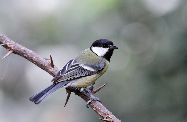 Great Tit, Parus Major. is a Passerine Bird in the Tit Family Paridae.  Stock Photo - Image of beauty, major: 166702682