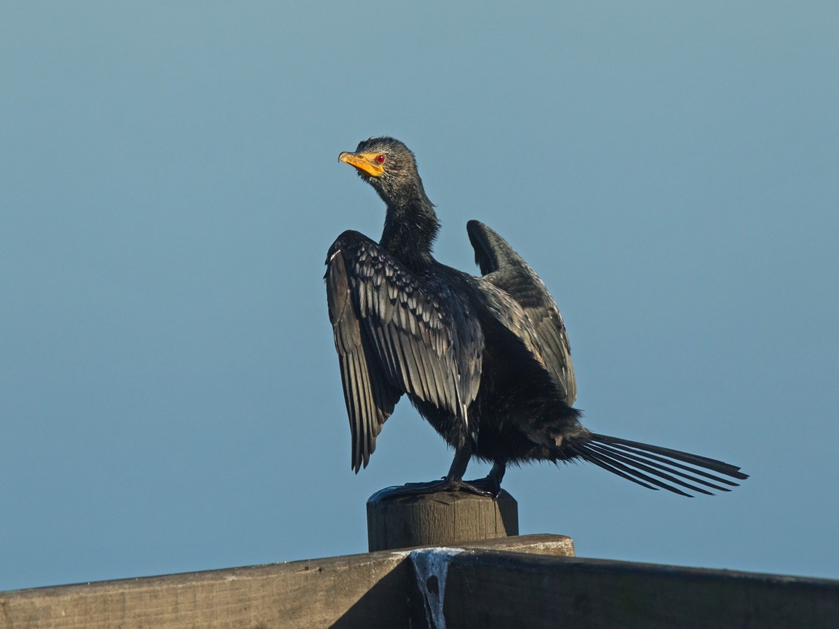 Long-tailed Cormorant - Niall D Perrins