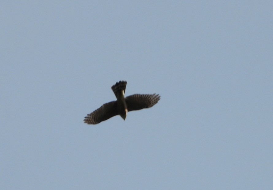 Eurasian Sparrowhawk - ML219787641