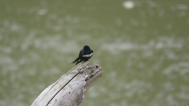 White-banded Swallow - ML219787931