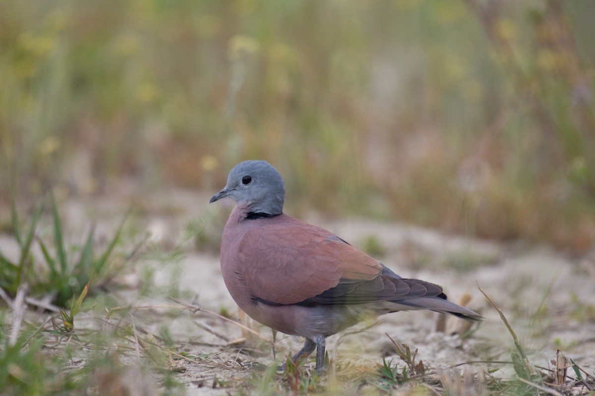 Red Collared-Dove - ML219790401