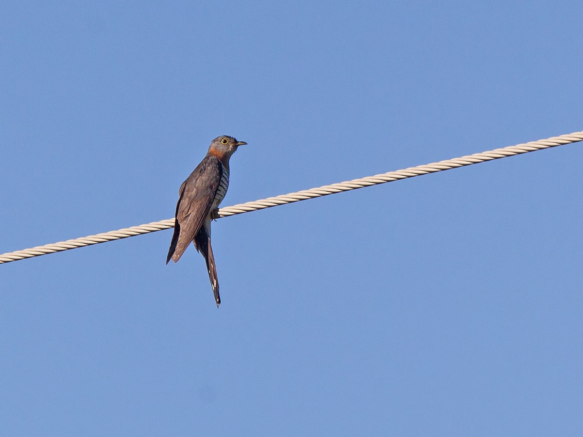 Red-chested Cuckoo - ML219792041