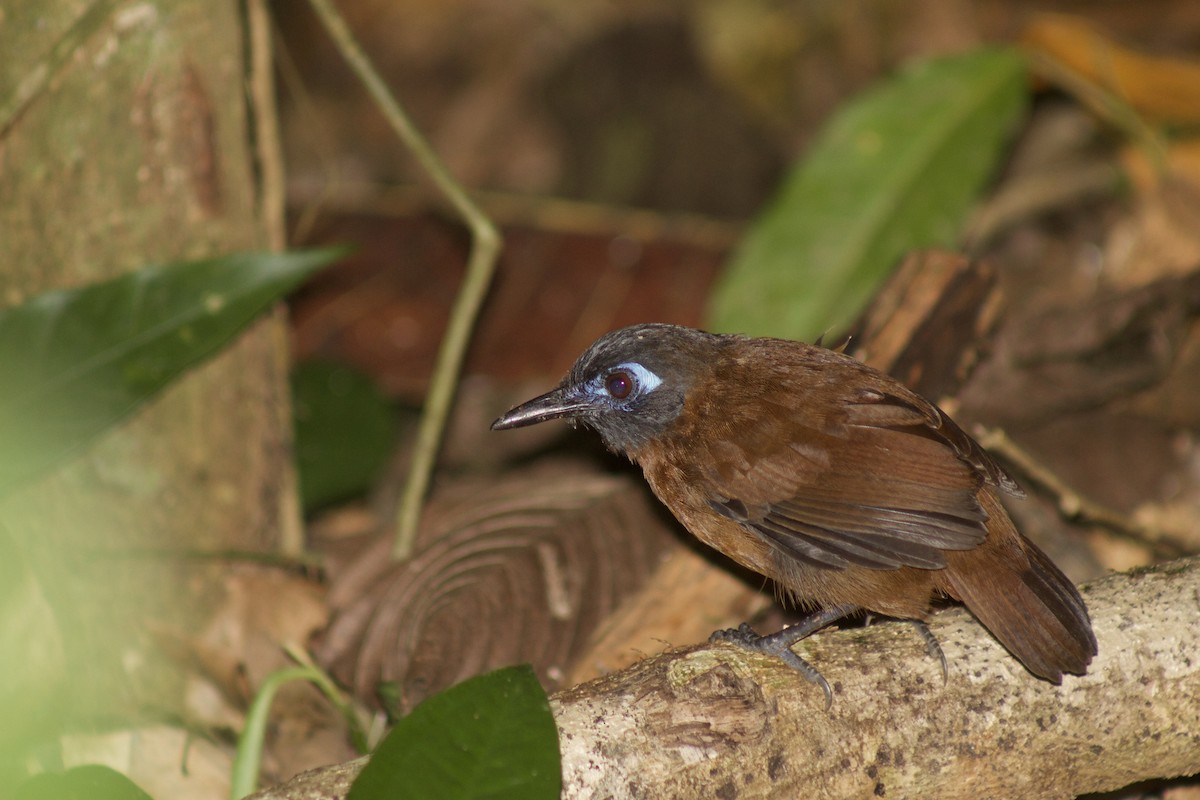 Chestnut-backed Antbird - Andrew Jacobson