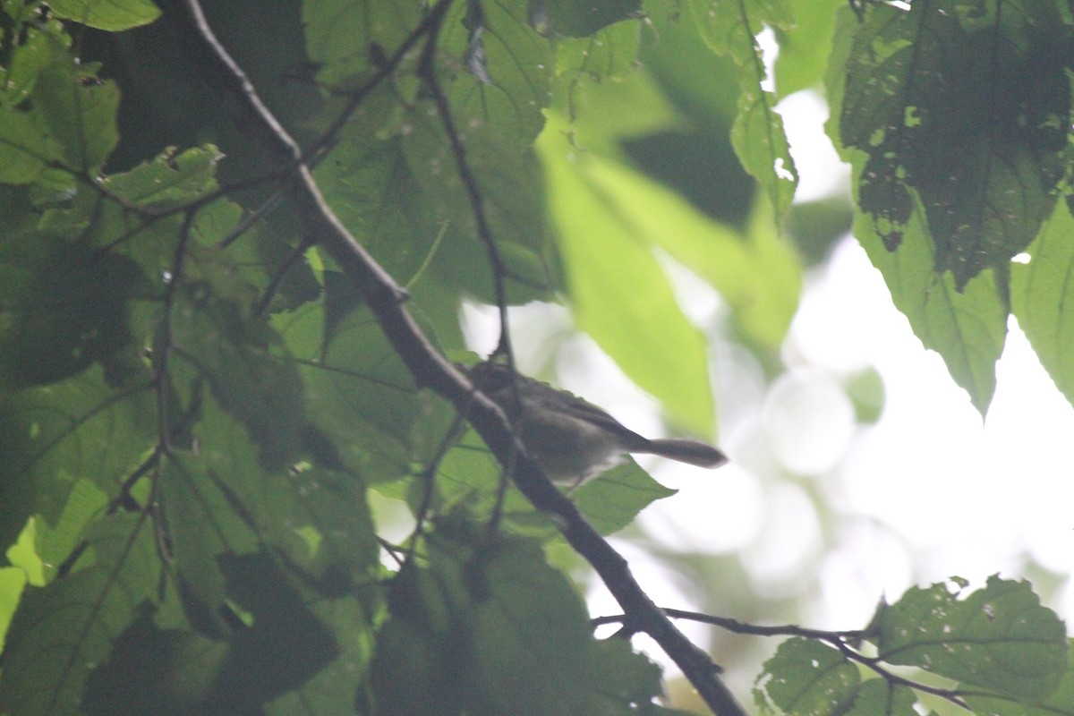 Costa Rican Warbler - ML219793121