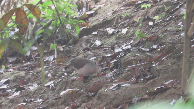 Gray-fronted Dove - ML219793761