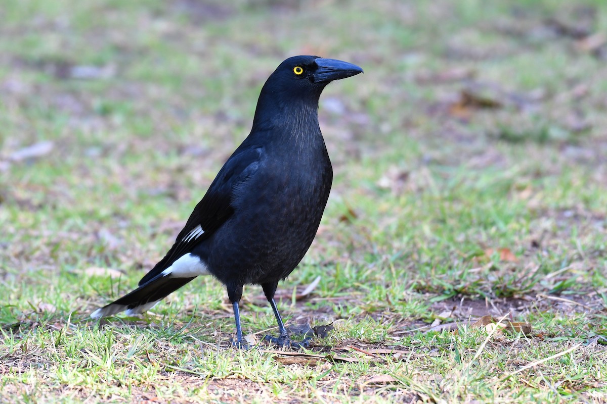 Pied Currawong - ML219794251