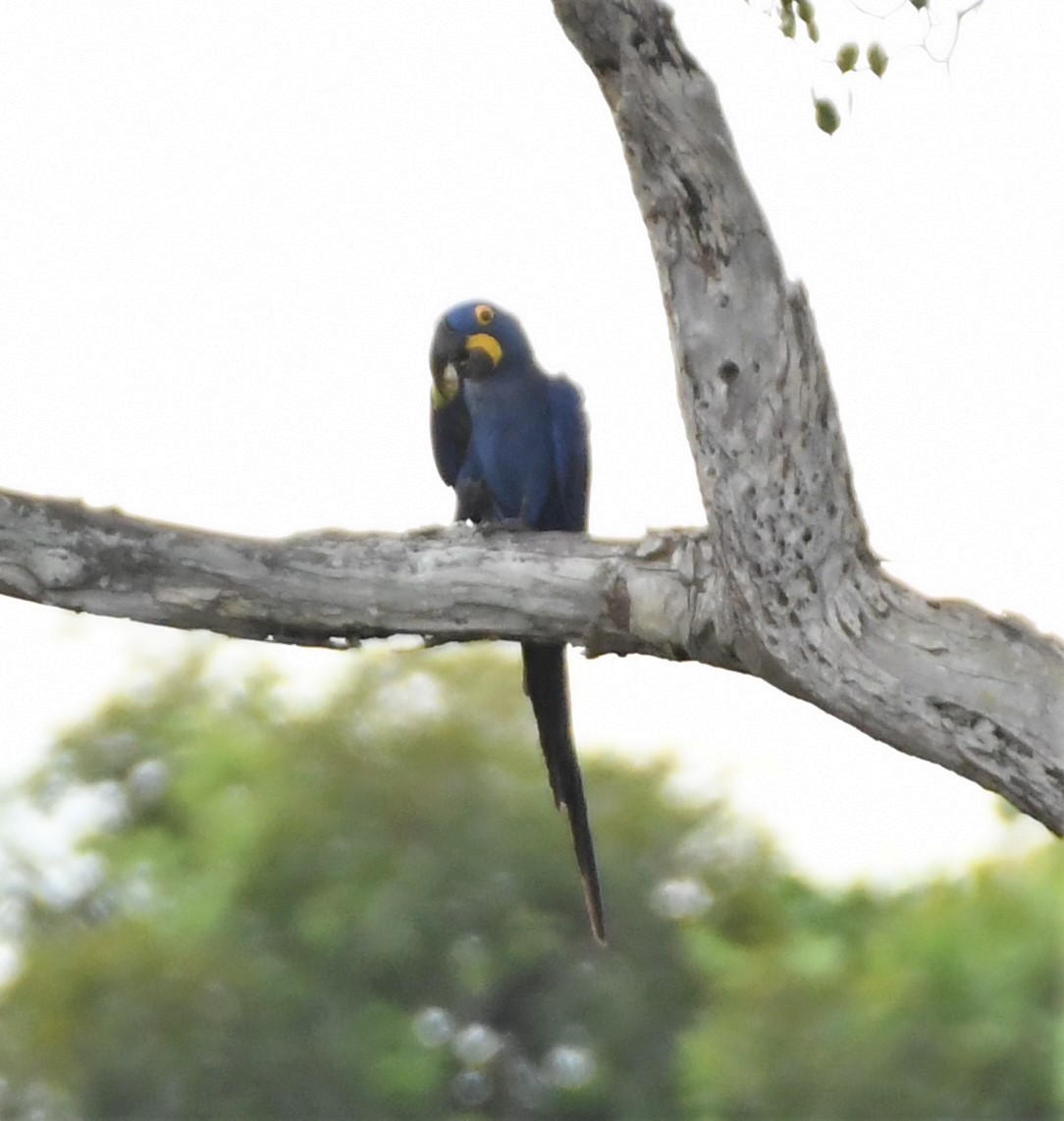 Hyacinth Macaw - ML219794411