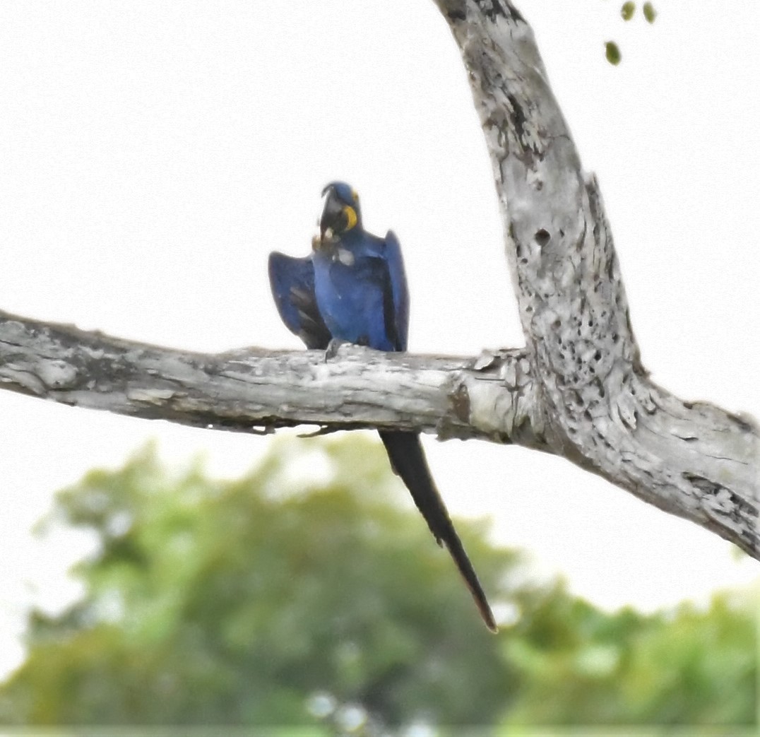 Hyacinth Macaw - ML219794431