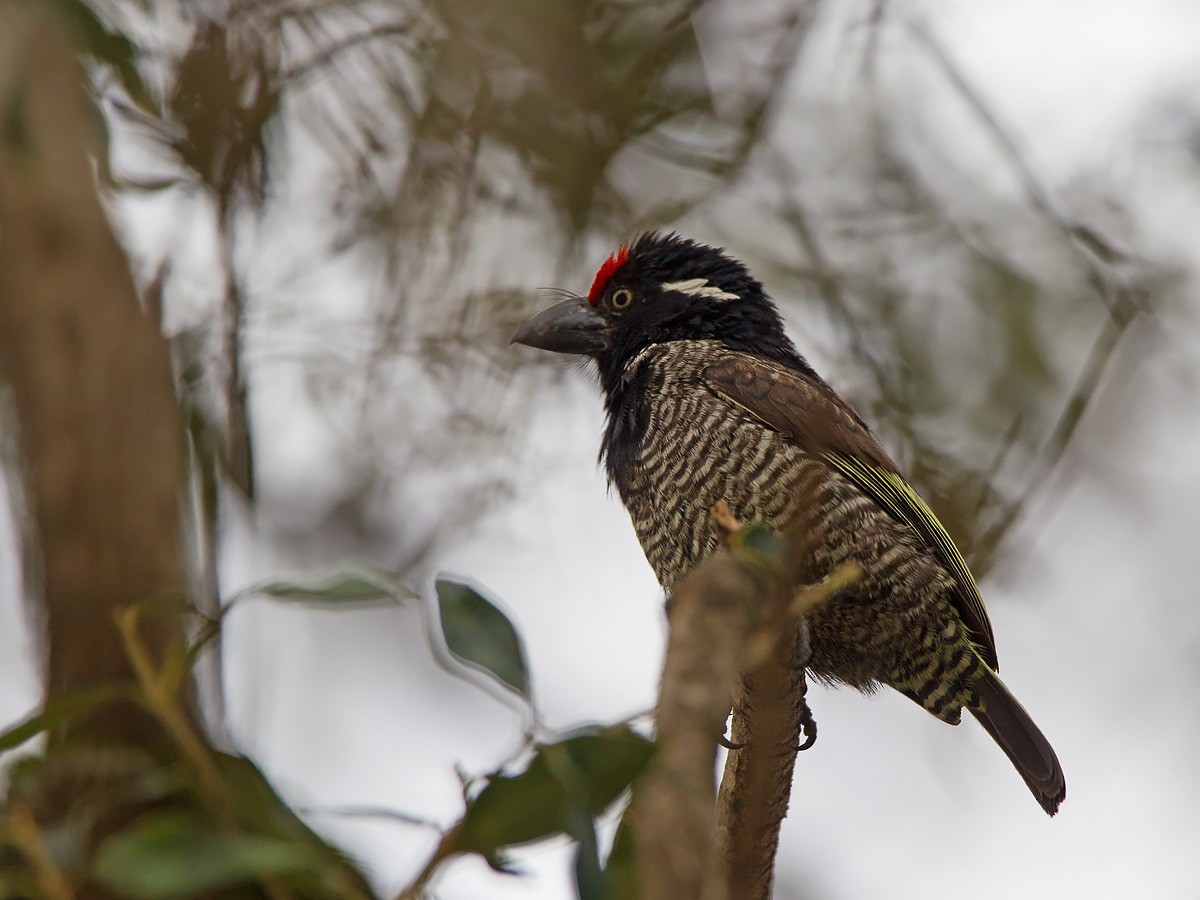 Banded Barbet - Niall D Perrins