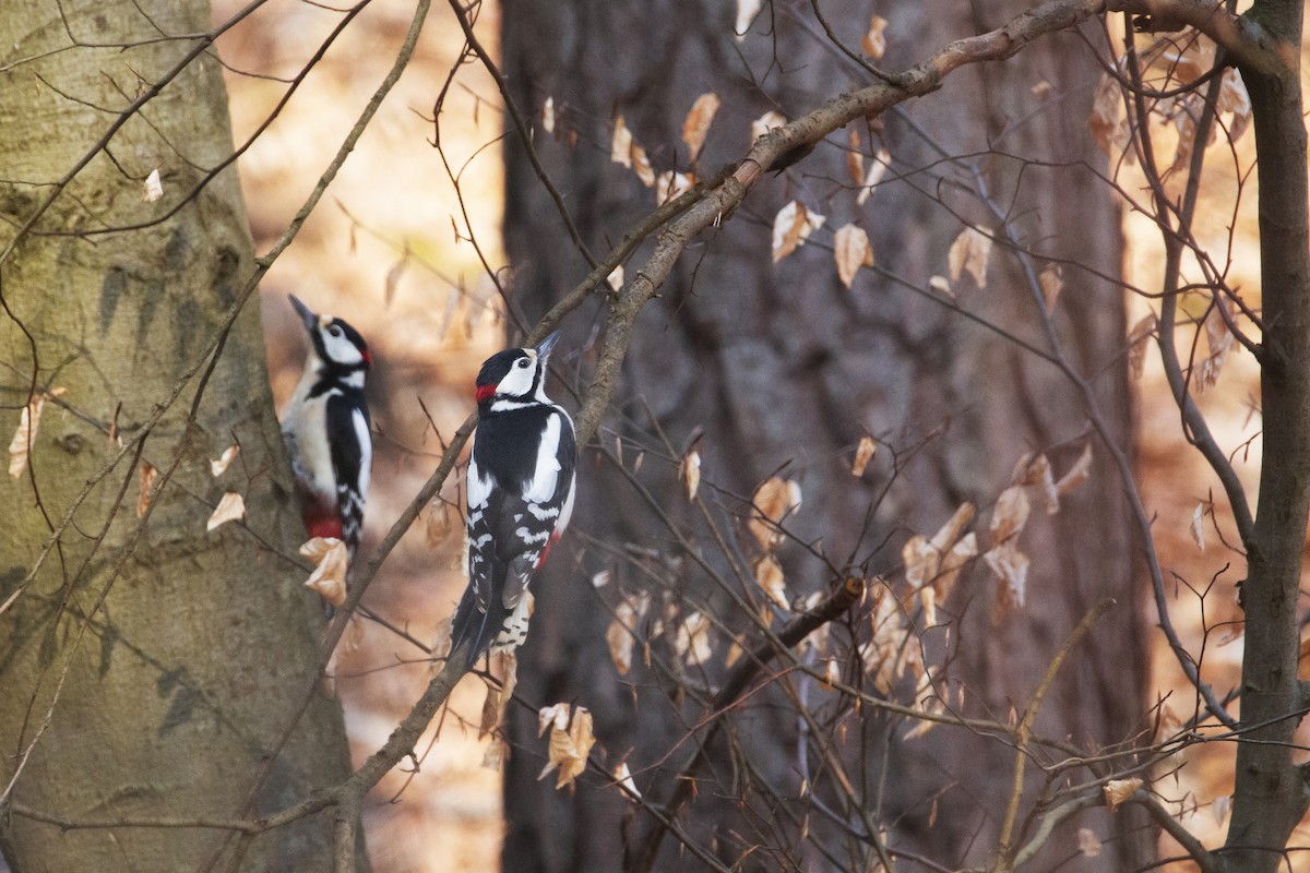 Great Spotted Woodpecker - ML219794661
