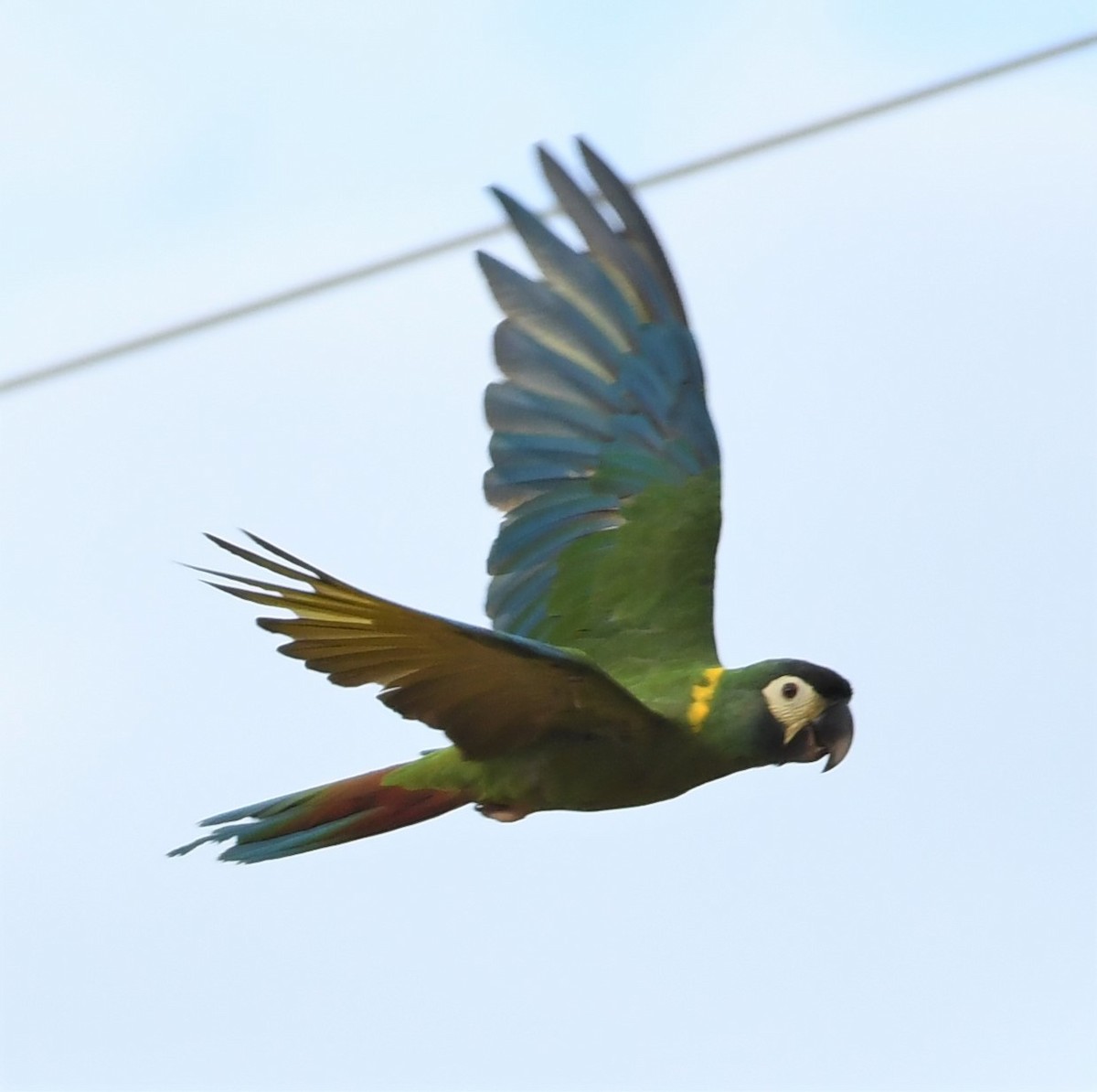 Yellow-collared Macaw - ML219794991