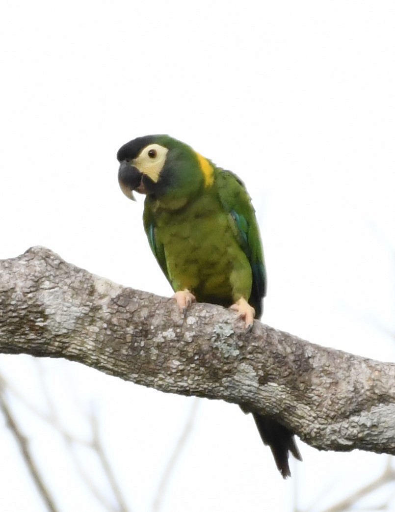 Yellow-collared Macaw - ML219795001