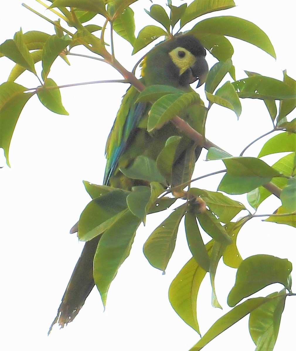Yellow-collared Macaw - ML219795011