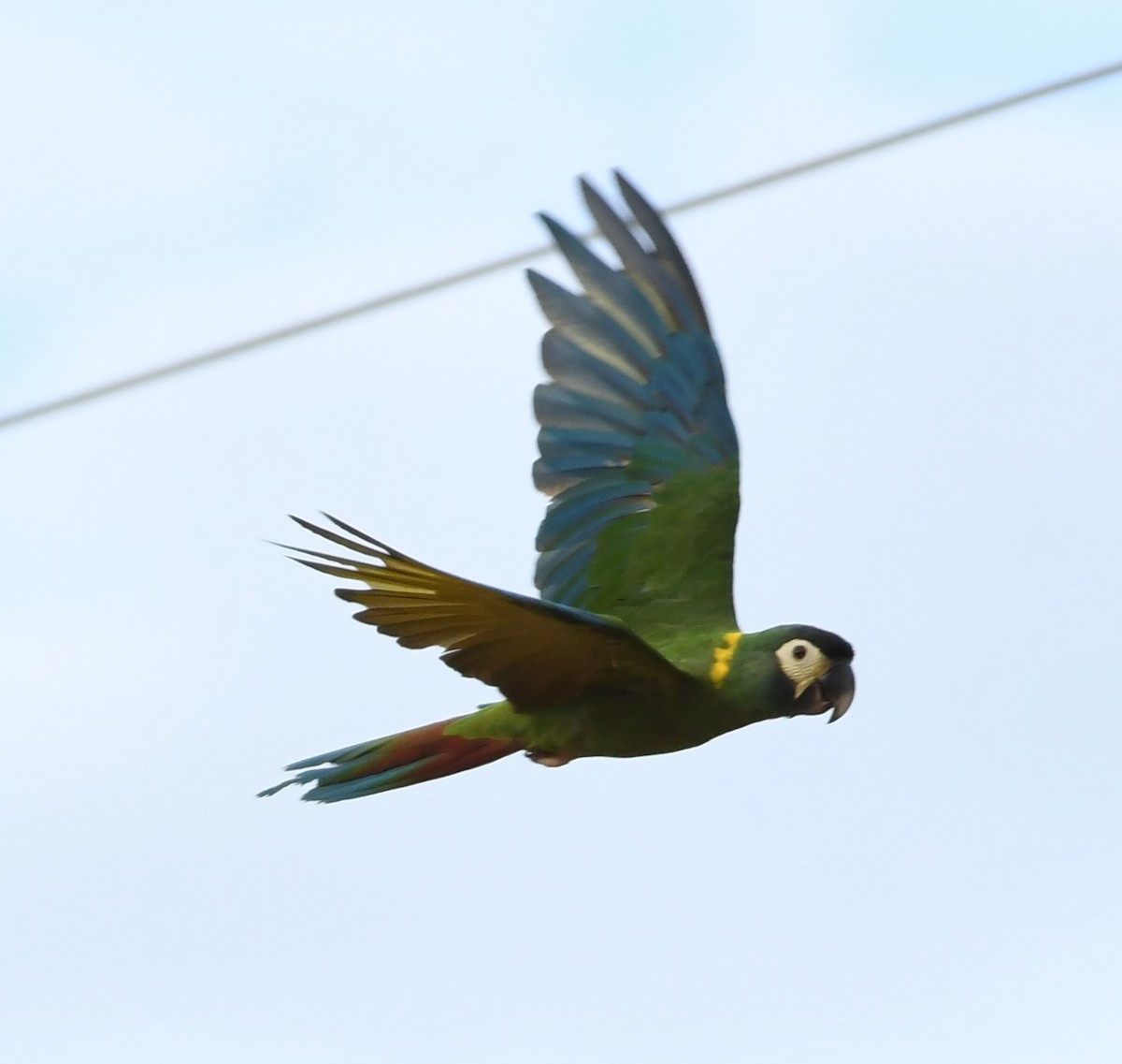 Yellow-collared Macaw - ML219795021