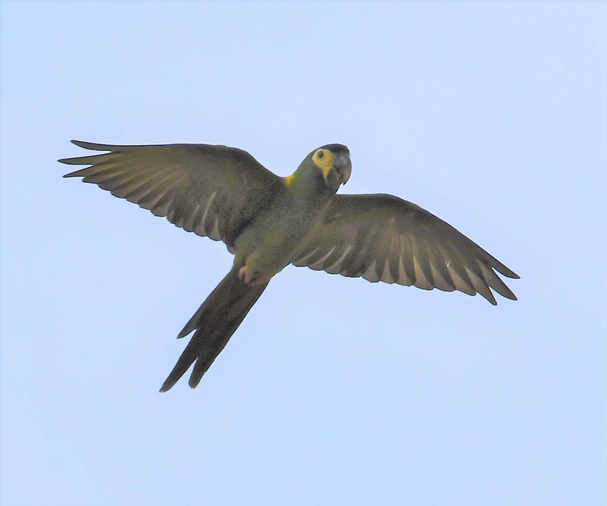 Yellow-collared Macaw - ML219795031