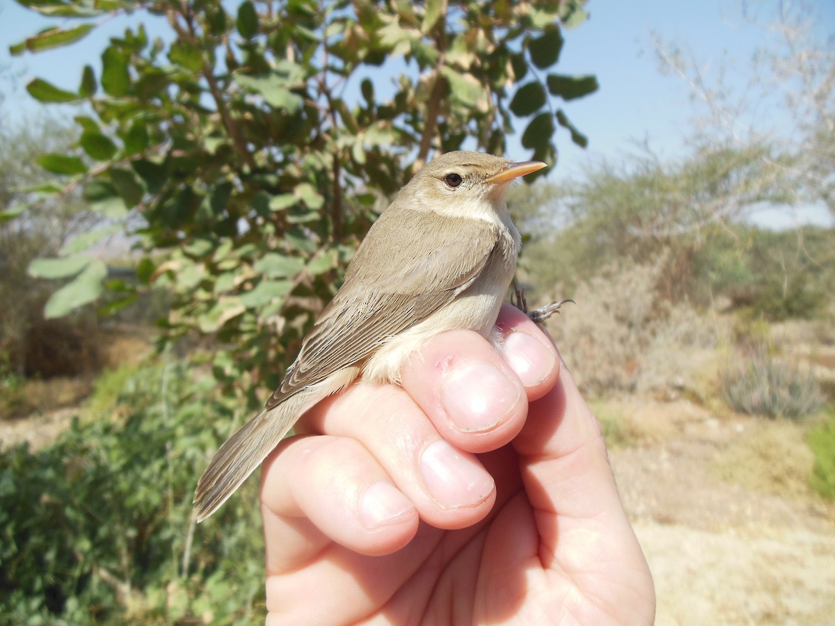 Eastern Olivaceous Warbler - Simon Davies