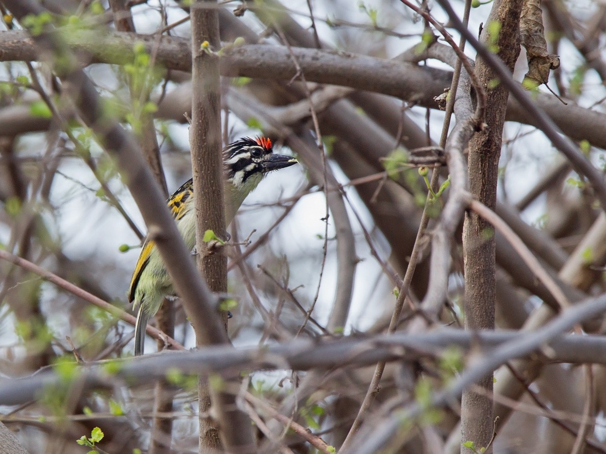 Red-fronted Tinkerbird - ML219795801
