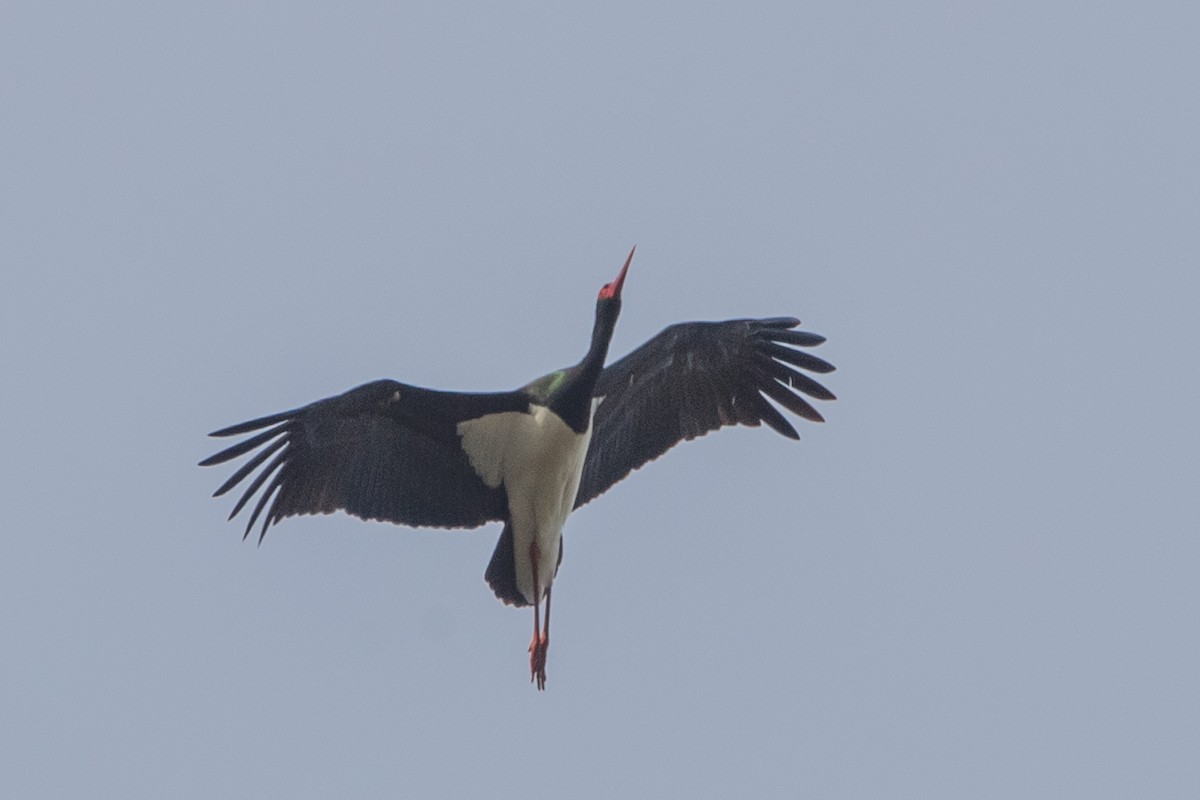Black Stork - Finn Engels