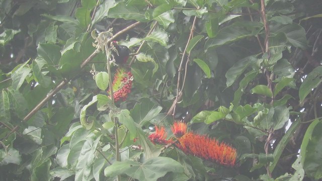 Yellow-tufted Woodpecker - ML219796411