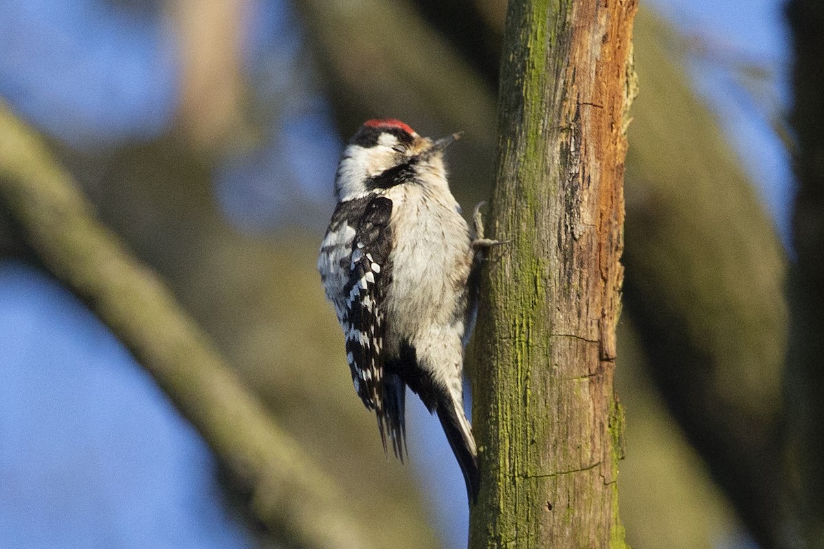 Lesser Spotted Woodpecker - ML219796831