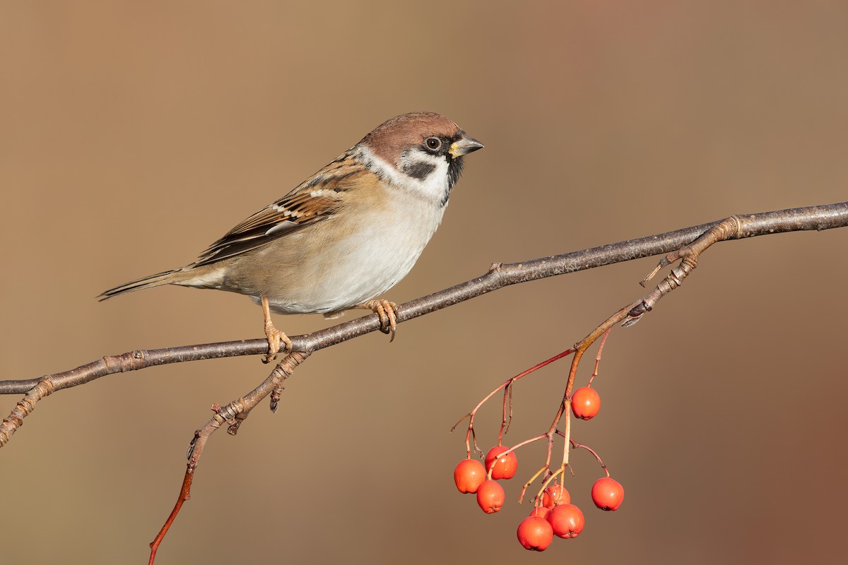 Eurasian Tree Sparrow - Ivan Sjögren