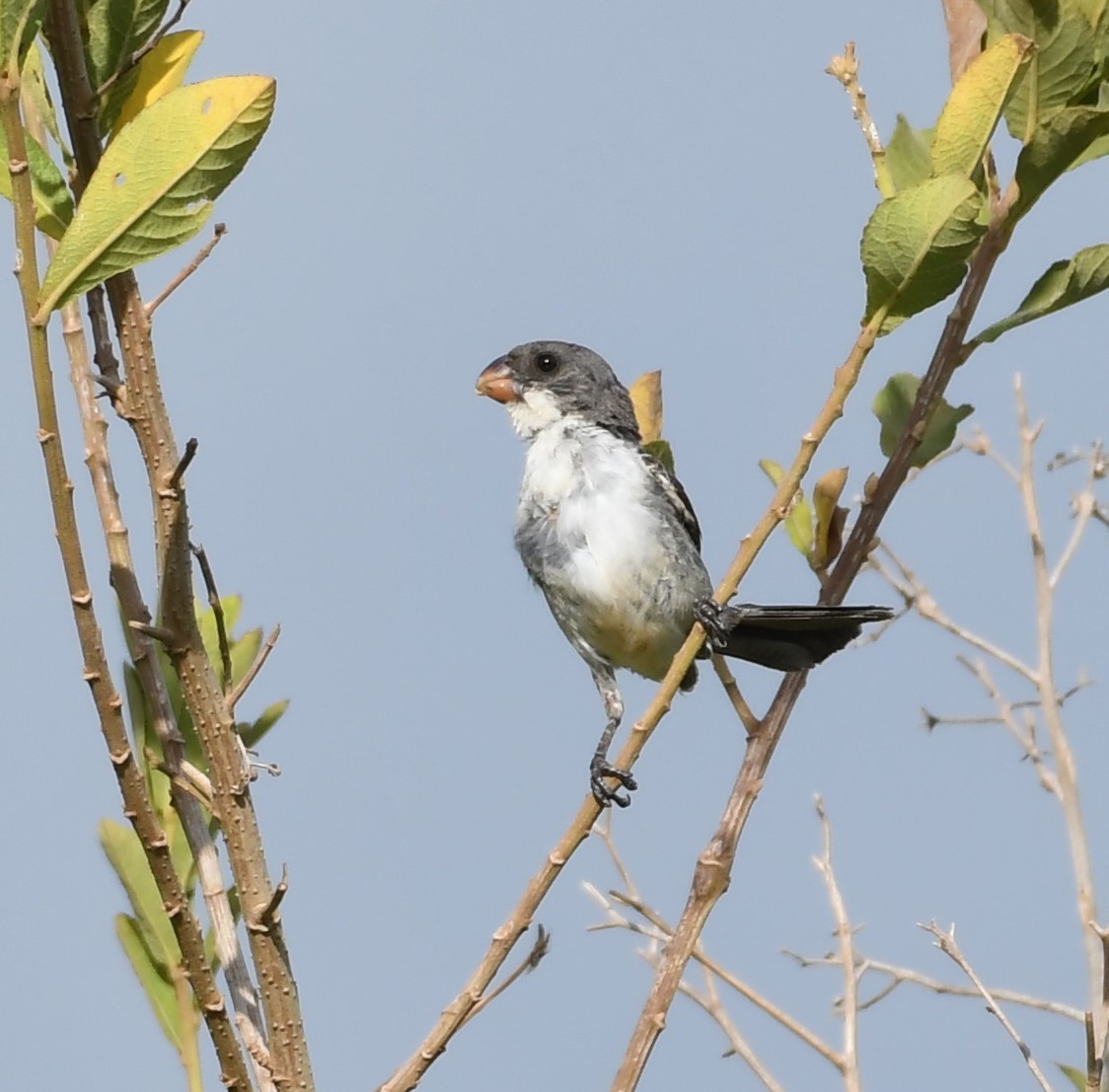White-bellied Seedeater - ML219798461