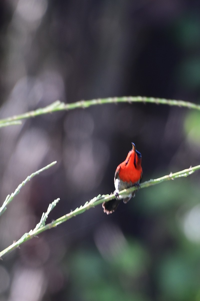 Crimson Sunbird (Crimson) - ML219799291