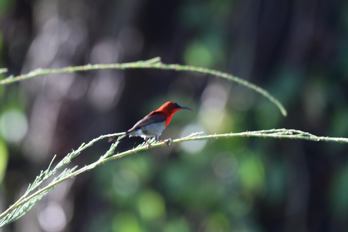 Crimson Sunbird (Crimson) - ML219799311