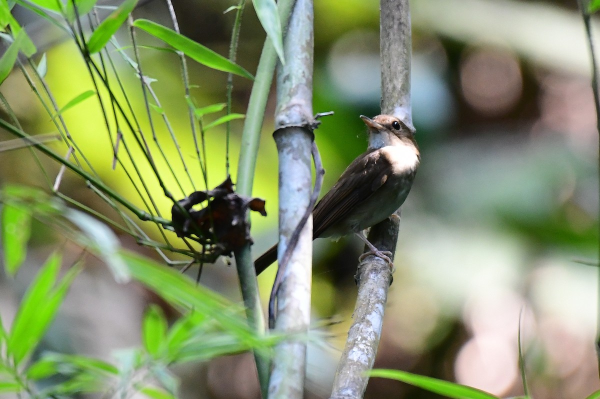 Nicobar Jungle Flycatcher - Dr Jishnu R