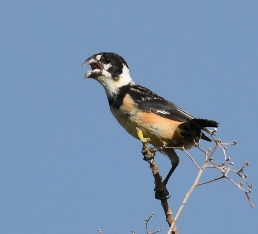 Rusty-collared Seedeater - ML219799721