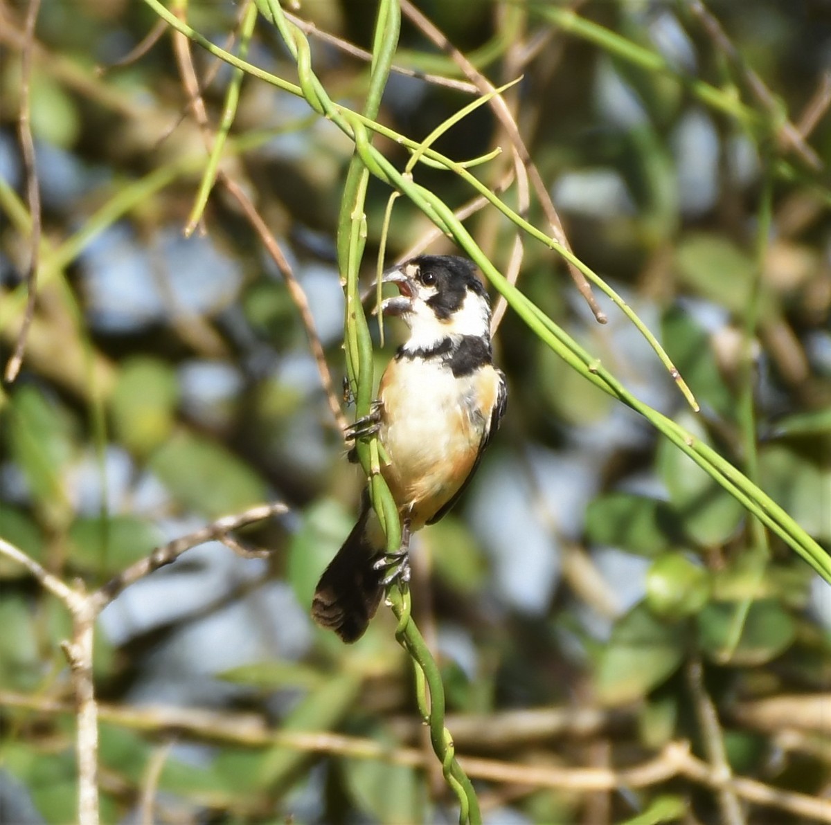 Rusty-collared Seedeater - ML219799731