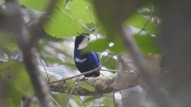 Blue-black Kingfisher - ML219799981