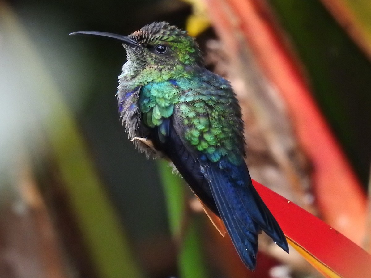 kolibřík nymfový - ML219801041