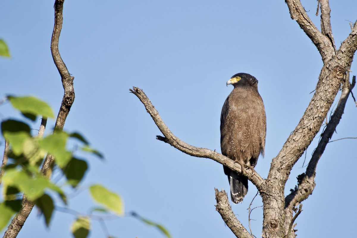 Crested Serpent-Eagle - ML219801491