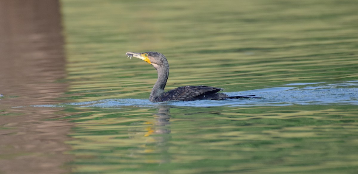 Great Cormorant - mathew thekkethala