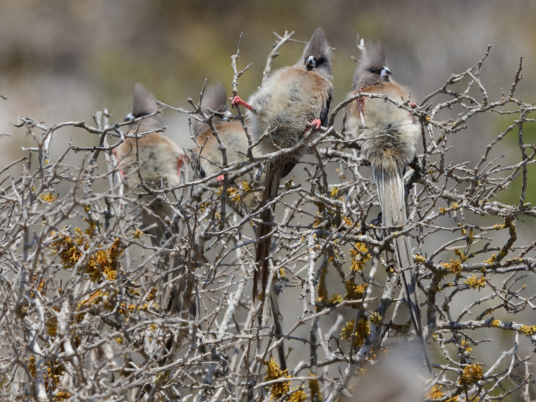 White-backed Mousebird - Holger Teichmann