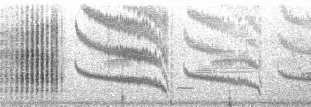 Oriole à dos rayé (groupe sclateri) - ML219808
