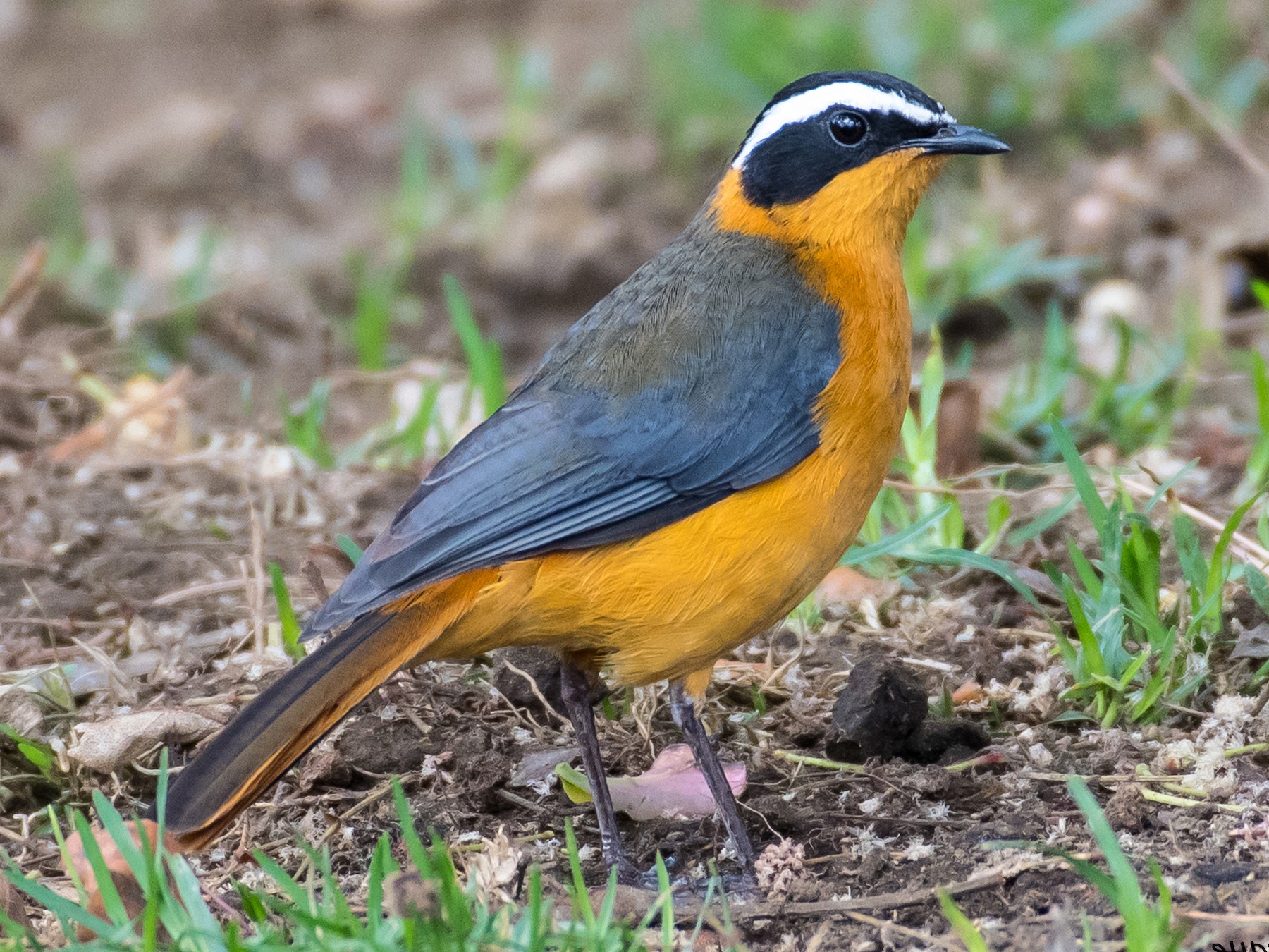 White Browed Robin Chat Ebird