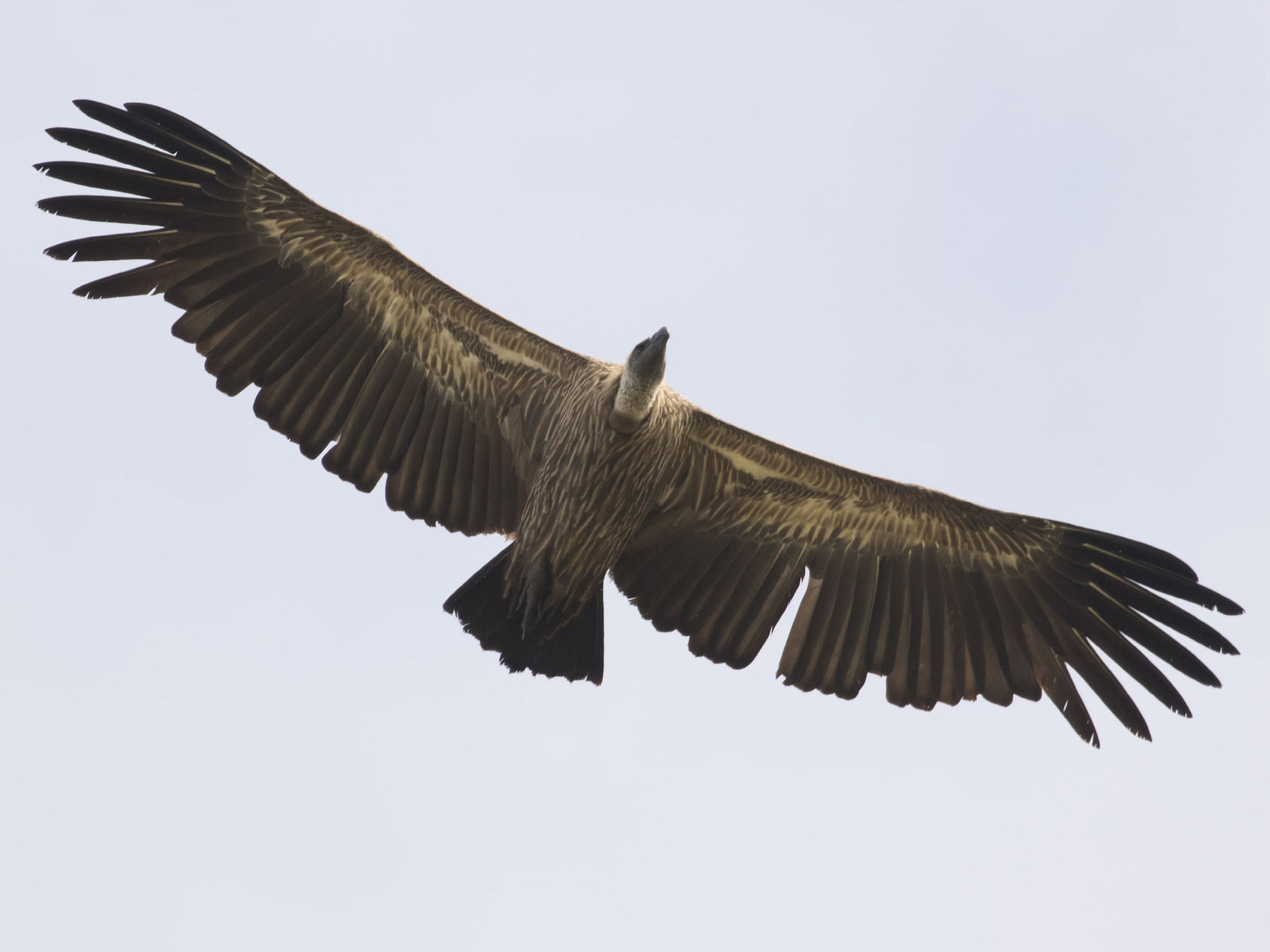 White-backed Vulture - Michael Todd