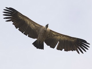 White-backed Vulture - eBird