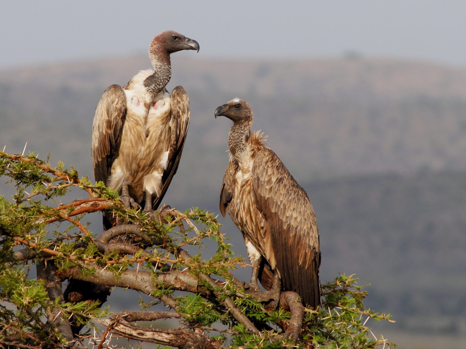 White-backed Vulture - eBird