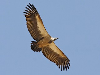  - White-backed Vulture