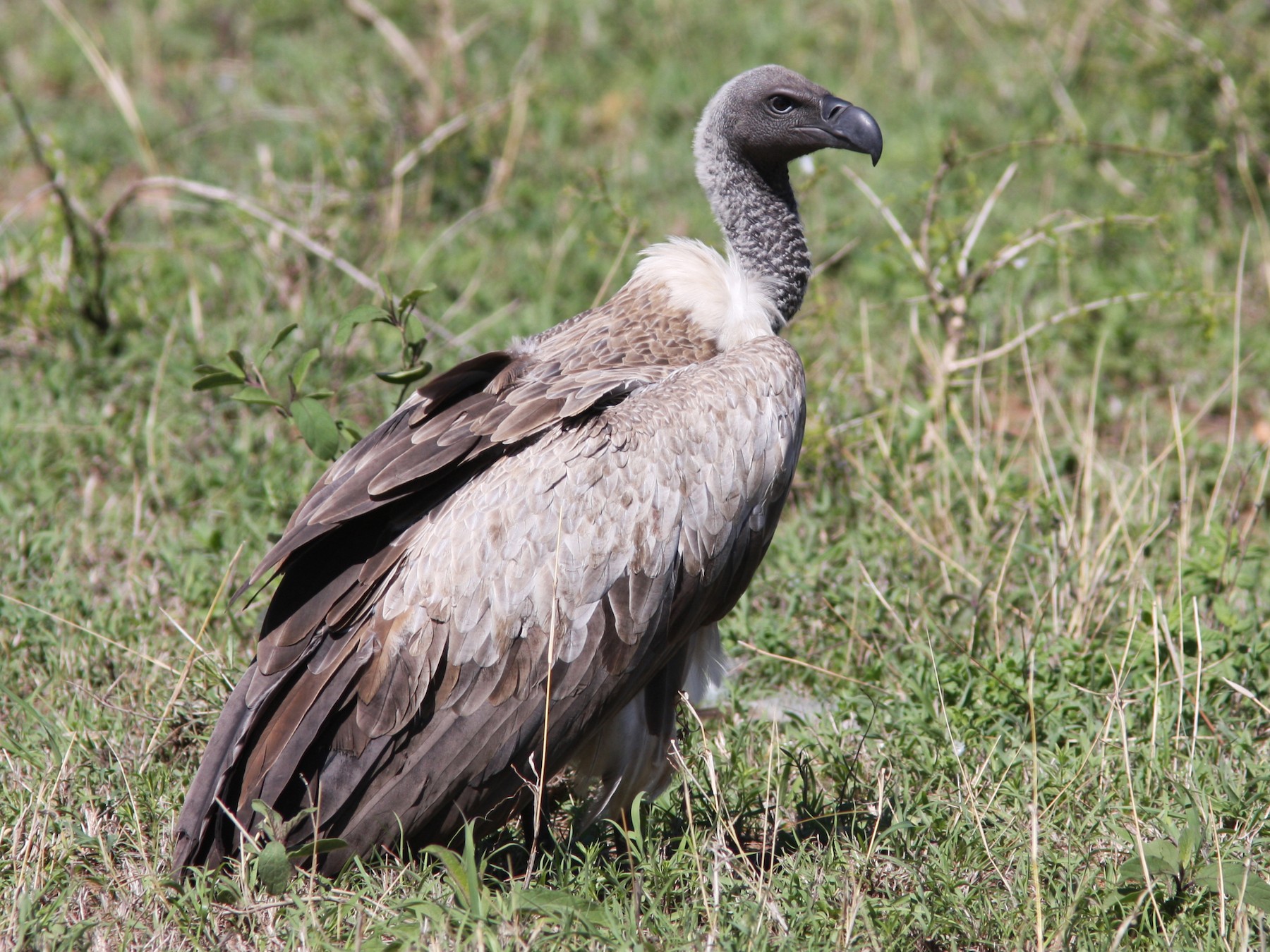 White-backed Vulture - Daniel Jauvin