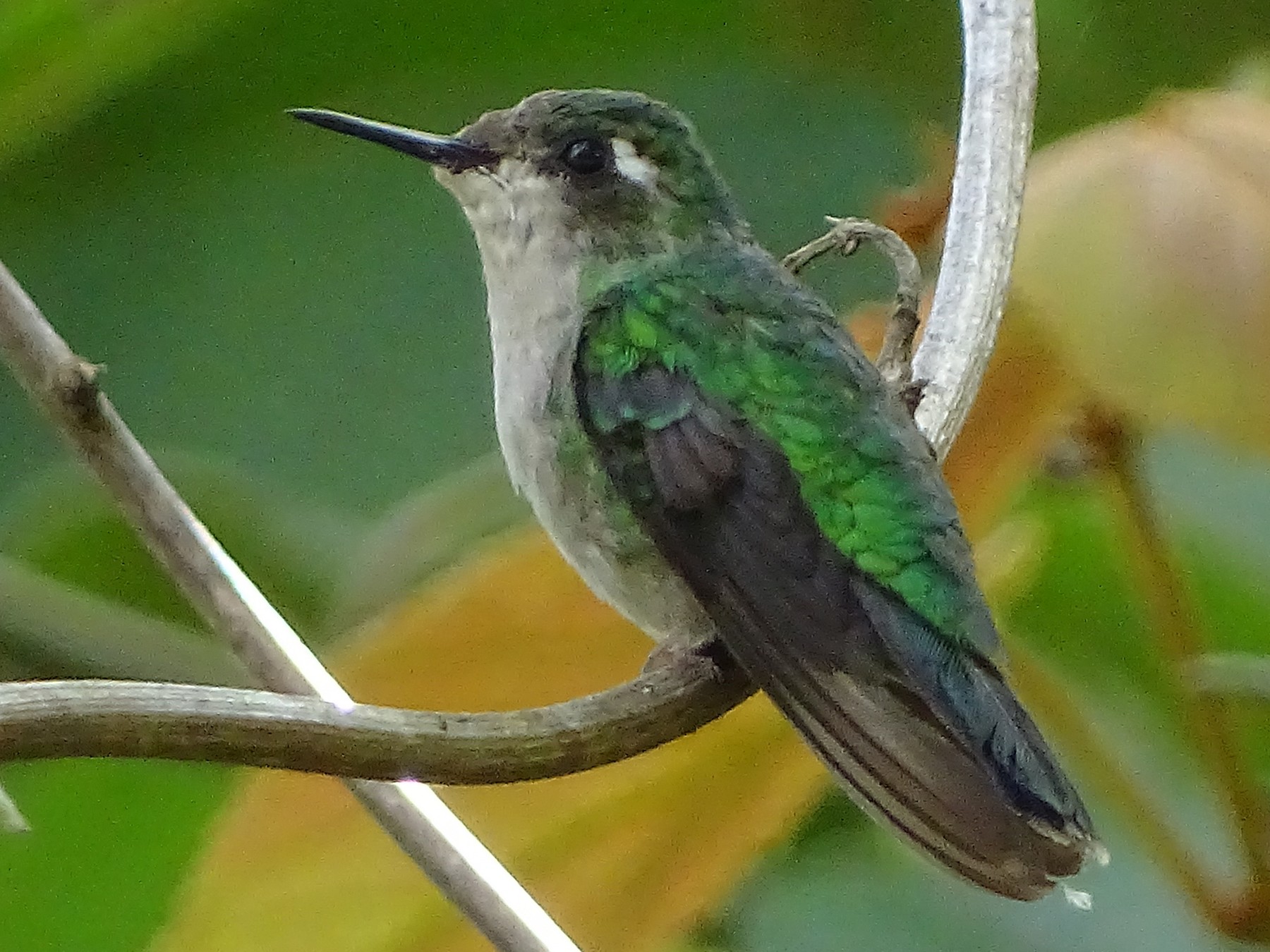 Emerald-chinned Hummingbird - Alfonso Auerbach