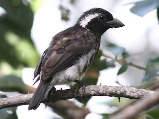  - White-eared Barbet