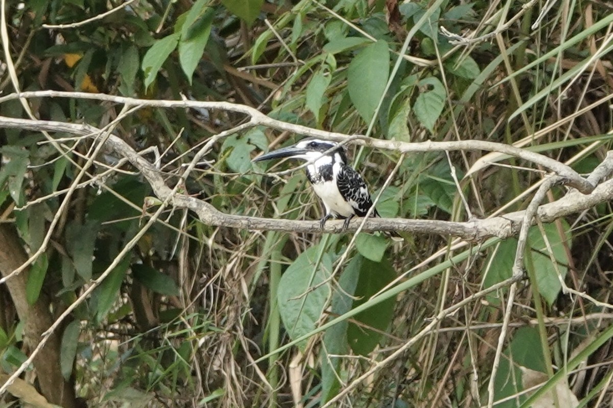 Pied Kingfisher - Kathryn Young