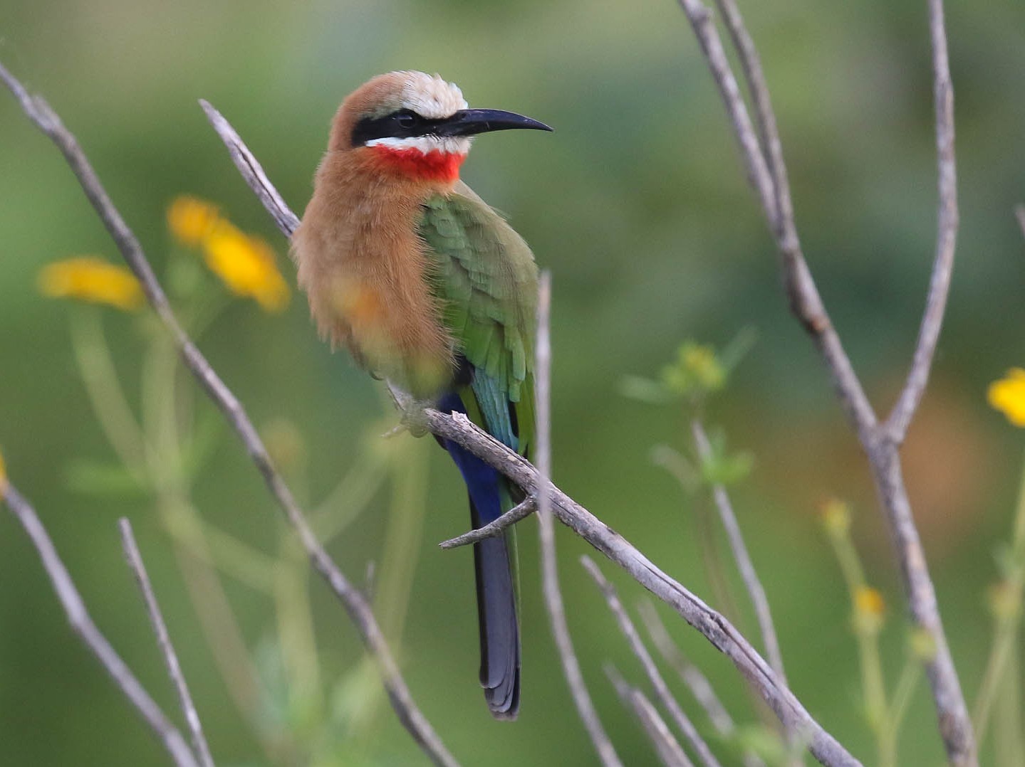 White-fronted Bee-eater - Michael O'Brien