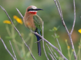 シロビタイハチクイ - eBird
