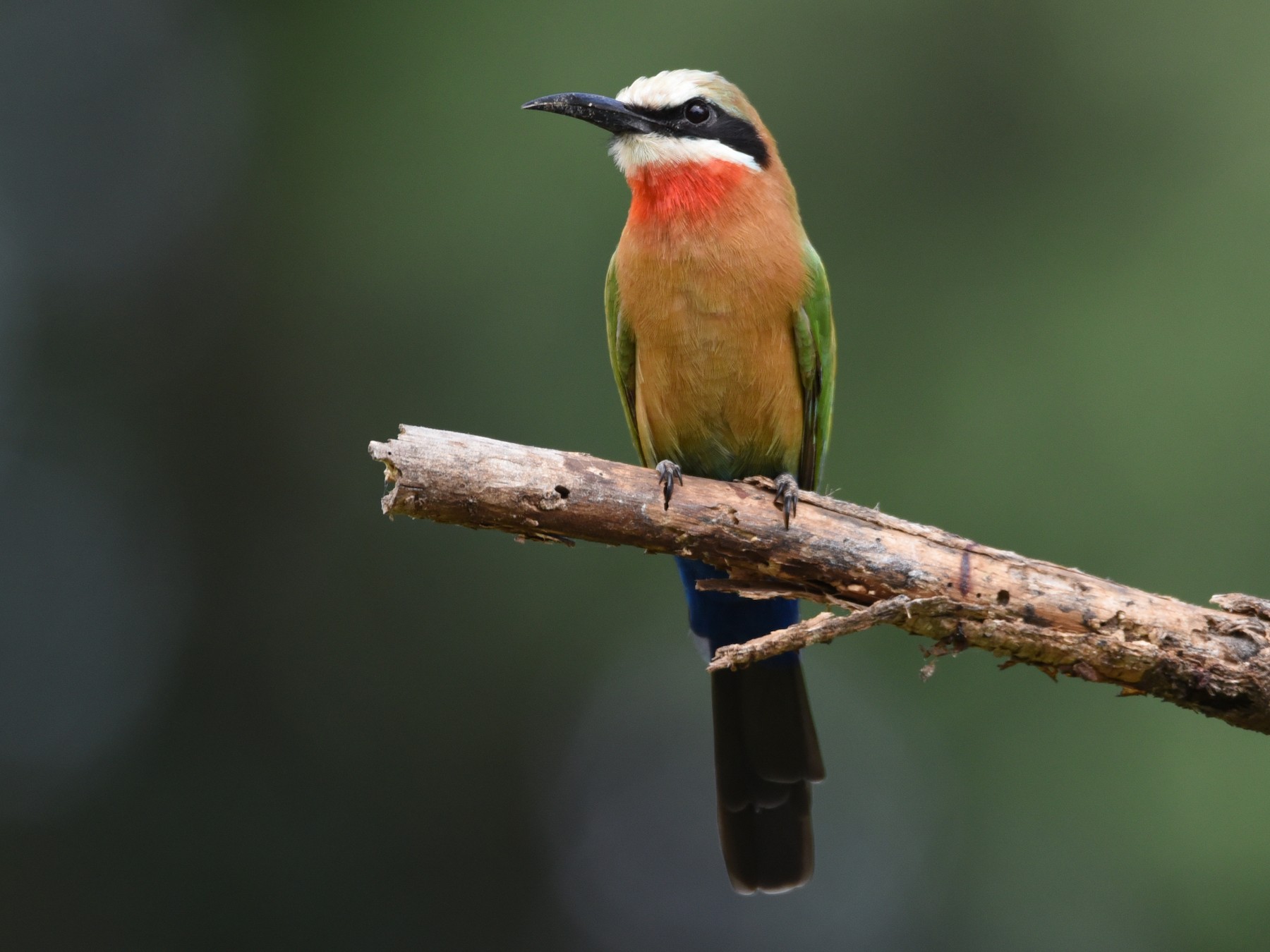 White-fronted Bee-eater - Maryse Neukomm